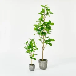 Banyan Tree Potted - Threshold™ Designed With Studio McGee -Beauty House GUEST 15cd2526 7a74 4a08 9fe1 2d0826607ef4