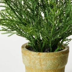 Small Potted Cyprus - Threshold™ Designed With Studio McGee -Beauty House GUEST 54096500 37dc 4b77 a920 a283c8e88bb1