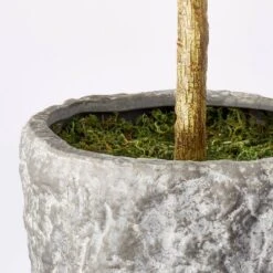 Banyan Tree Potted - Threshold™ Designed With Studio McGee -Beauty House GUEST 7c945569 ea6c 4192 94d5 6530a4bfd2d3